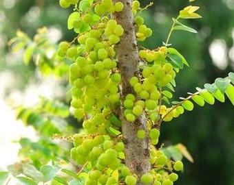 Grafted otaheite currant gooseberry live tree 1-2ft