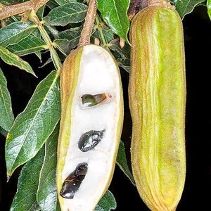 Guama jumbo (ice crem bean) live tree 1to 2 ft