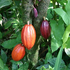 cocoa chocolate live tree 1-2ft