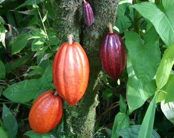 cocoa chocolate live tree 1-2ft