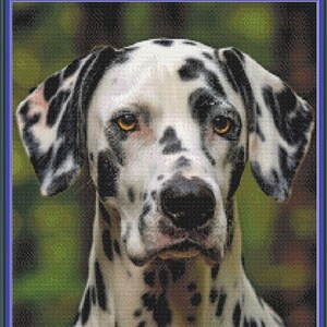 May include: A close-up portrait of a Dalmatian dog with black spots on a white background. The dog has a serious expression and is looking directly at the camera.