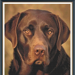 Peut inclure: Portrait rapproché d'un chien Labrador Retriever brun chocolat. Le chien a une expression sérieuse et regarde directement la caméra.