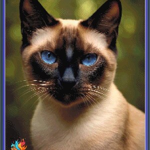 May include: A close-up portrait of a Siamese cat with blue eyes. The cat has a light brown coat and a dark face. The cat is looking directly at the camera.