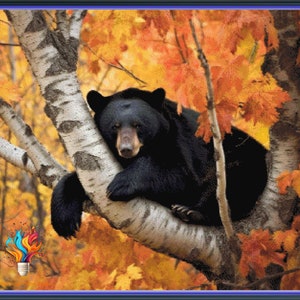 May include: A black bear rests on a birch tree branch with a backdrop of vibrant orange, yellow, and red autumn leaves.