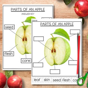 Montessori - Partes de una manzana - Hoja de trabajo de etiquetado y clave de respuestas - Educación en el hogar, aprendizaje temprano en el jardín de infantes - Ciencia de la manzana de otoño