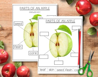 Montessori - Parts of an Apple - Labeling Worksheet & Answer Key - Homeschool, Kindergarten Early Learning Printable - Fall Apple Science
