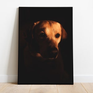 Dog Poster, Dog Photography, Dog Wall Art, Yellow Lab Portrait