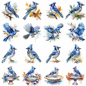 Watercolor Bluejay Bird Clipart - 16 High Quality PNGs - Digital Download - Commercial Use - Card Making, Mixed Media, Digital Crafting