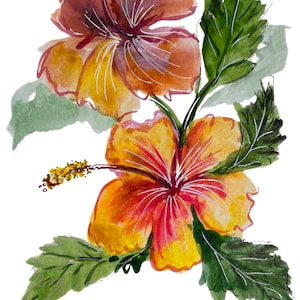 May include: Watercolor painting of two orange and red hibiscus flowers with green leaves.