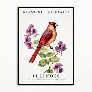 Pájaro del estado de Illinois - Cardenal del norte y flor del estado - Arte de acuarela violeta, cartel de pájaro del estado, impresión de arte de pared de Illinois, decoración del hogar