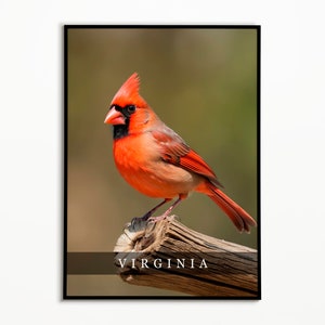 Virginia State Bird - Northern Cardinal Photo Art Print, State Bird Poster, American Bird Photography, Virginia Wall Art Print, Home Decor