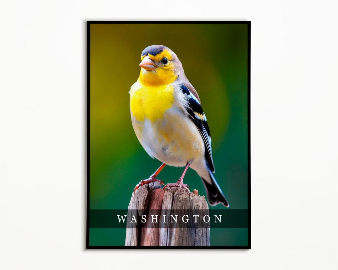 Washington State Bird Willow Goldfinch Photo Art Print, State Bird
