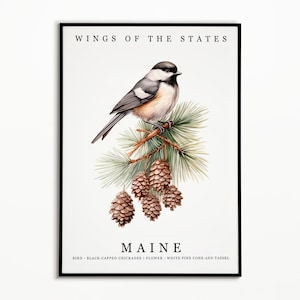 Pájaro del estado de Maine - Carbonero de cabeza negra y flor del estado - Arte de acuarela de cono de pino blanco y borla, cartel de pájaro del estado, impresión de arte de pared