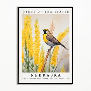 Pájaro del estado de Nebraska, Meadowlark occidental y flor del estado, Arte de acuarela de vara de oro, Póster de pájaro del estado, Impresión de arte de pared de Nebraska, Decoración del hogar