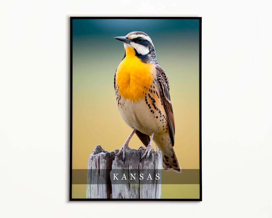 Kansas State Bird Western Meadowlark Photo Art Print, State Bird Poster