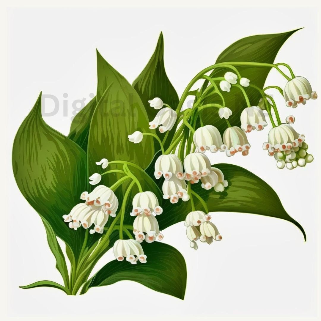 The Enchanting Beauty of the Lily of the Valley: A Fragrant Delight - Etsy