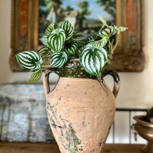 May include: A large, antique terracotta vase with two handles, filled with a leafy green plant. The vase has a weathered, aged appearance with a dark green rim. The background includes a framed painting and other decorative items.