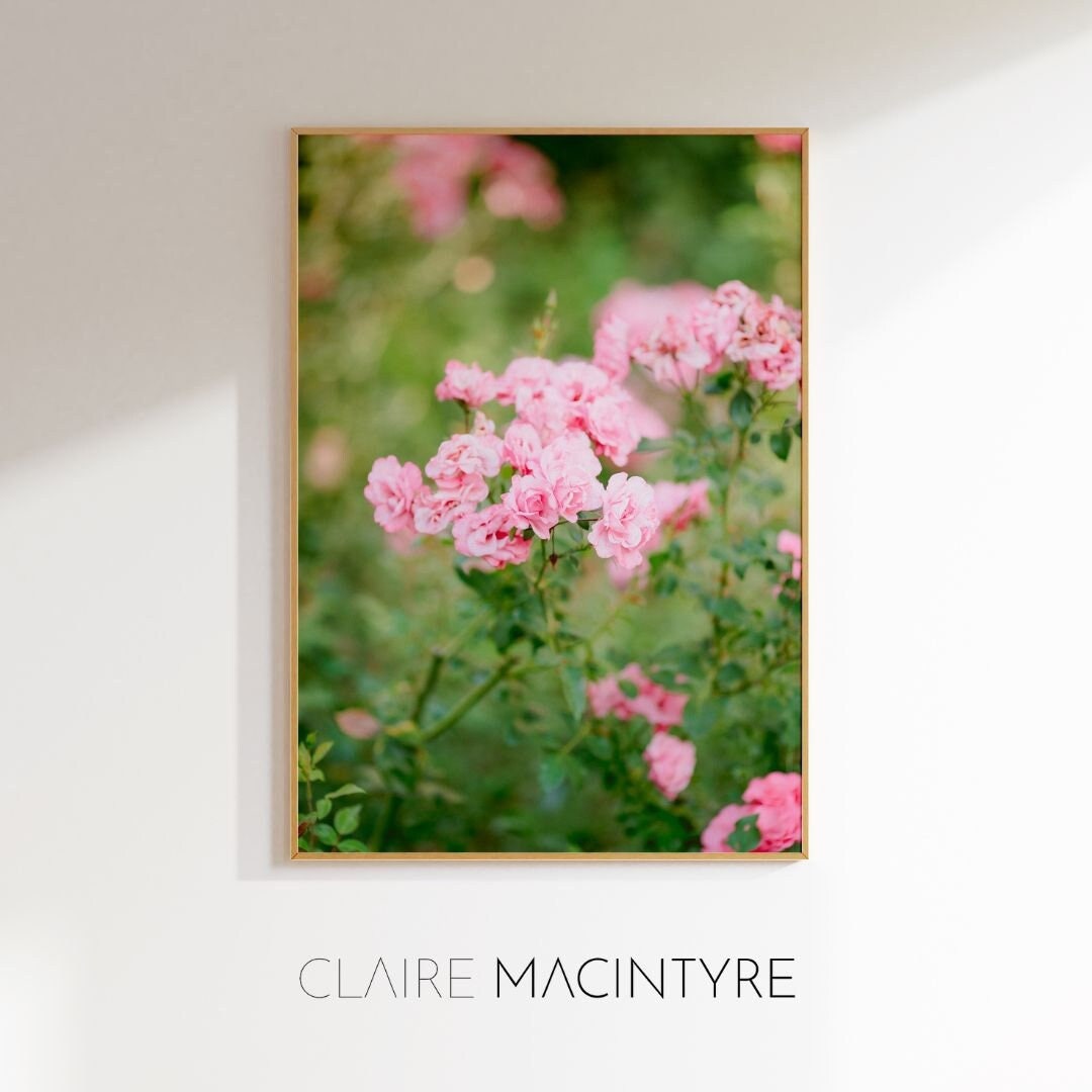 Provence Pink Roses Fine Art Photography Print - Etsy