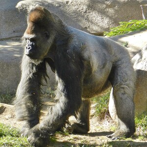 Gorilla Strolling