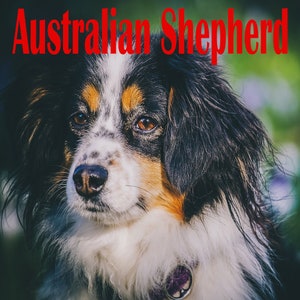 Australian Shepherd