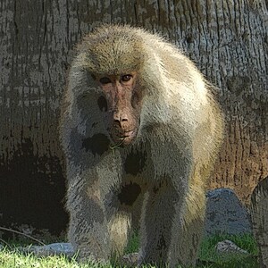 Baboon
