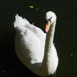 Swan