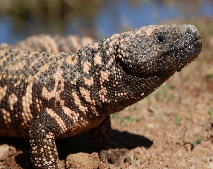 Gila R Gila Monster - Etsy