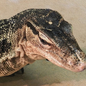 Monitor Lizard
