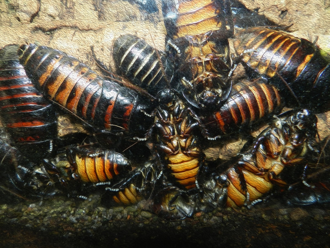 Cockroaches - Etsy