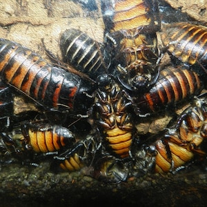 Cockroaches