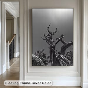 Twisted Tree Black and White Canvas Print: Rustic Nature Art