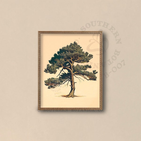 Japanese Black Pine Tree Vintage Illustration | Muted Tones | Southern Botanica Co. Digital Printable Artwork | B-007