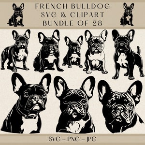 Französische Bulldogge SVG & Clipart Bundle | 28 Frenchie Designs | Digitaler Download | SVG Png Jpg | Kommerzielle Nutzung