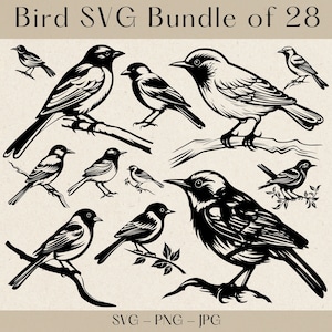 Bird svg, Bird svg bundle, Bird silhouette, Bird cut files, Bird clipart, Birds Clipart, Bird svg files foor cricut, Birds svg, Bird png