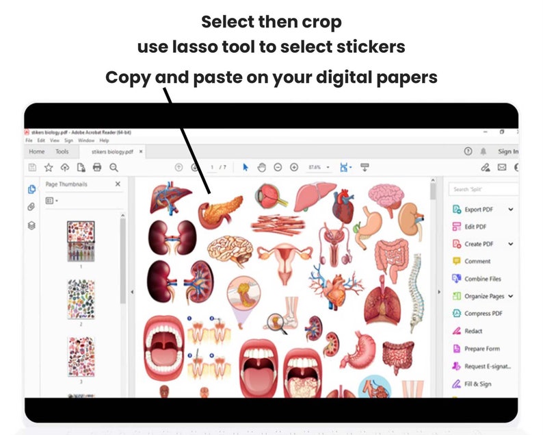 Biology & Anatomy Digital Stickers, Biology Stickers for Goodnotes, Precropped Human Body