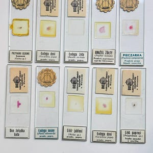 Puede incluir: Una colección de portaobjetos de microscopio antiguos, cada uno con una pequeña muestra y una etiqueta. Los portaobjetos presentan varias muestras biológicas, incluidos tejidos vegetales y animales. Las etiquetas incluyen texto en polaco y nombres científicos.