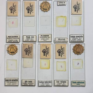 Pode incluir: Uma coleção de dez lâminas de microscópio vintage, cada uma com uma pequena amostra retangular. As lâminas apresentam rótulos com texto em polonês e o logotipo Bio-Fabryka Pomocy Naukowych. As amostras são vários tecidos vegetais e animais.