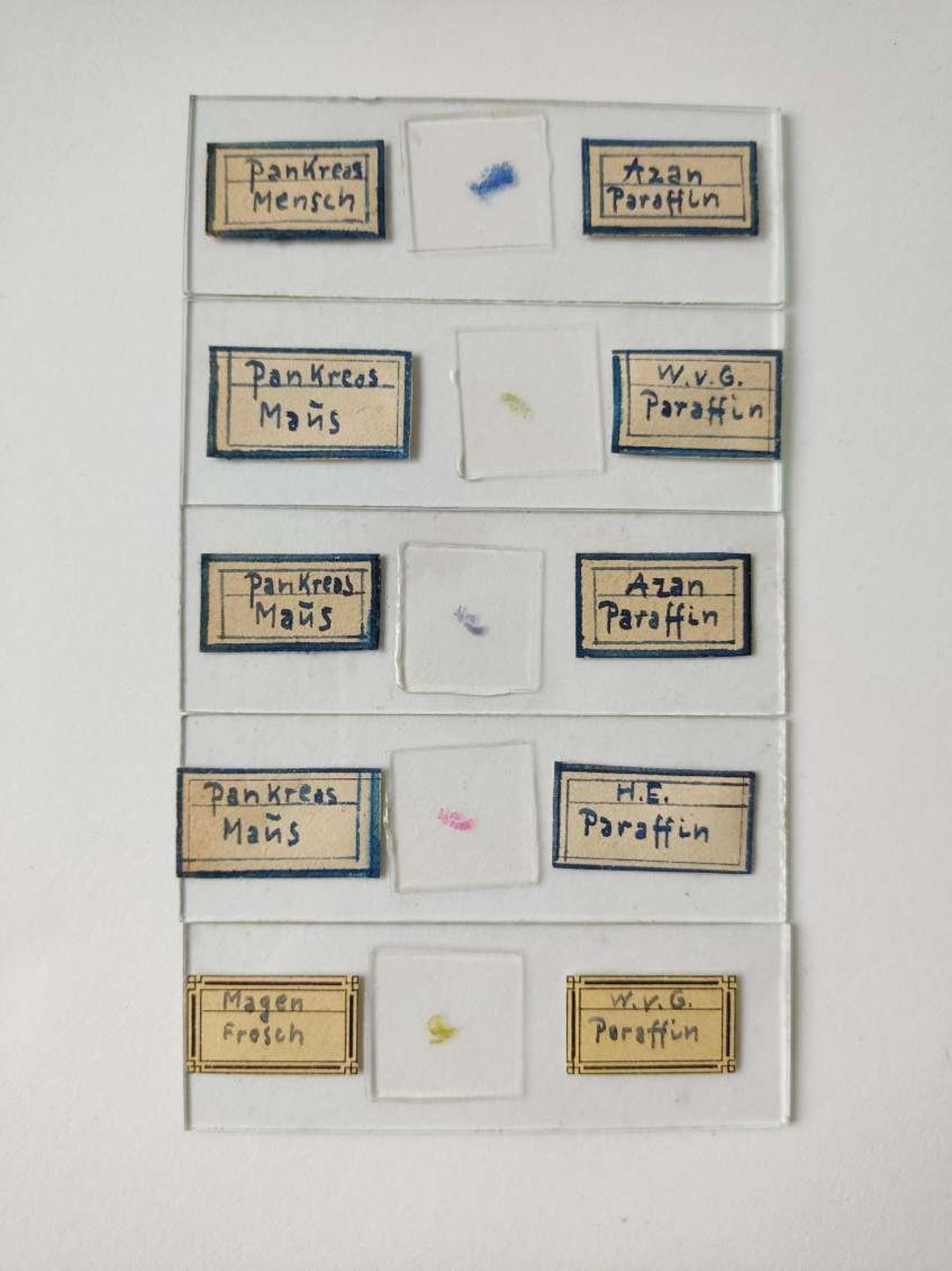 REAL Set of 5 Vintage Microscope Slides Made in Germany Etsy