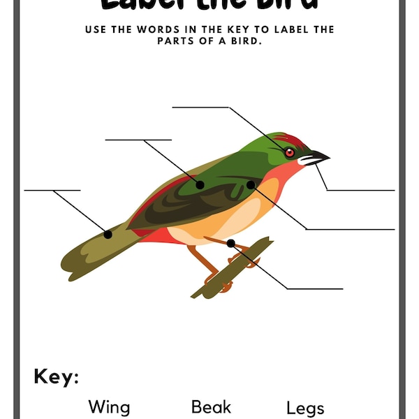 Label the bird worksheet, bird anatomy, preschool learning, science worksheet