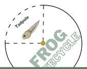 Frog Lifecycle Science Worksheet and Activity