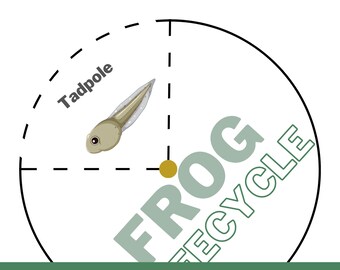 Frog Lifecycle Science Arbeitsblatt und Aktivität