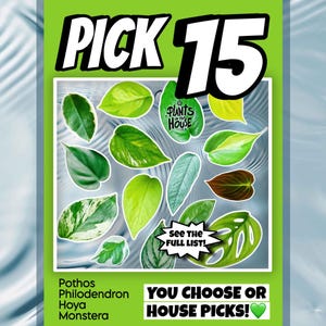 15 Houseplant Cuttings Variety, Bundle: Pothos, Philodendron, Monstera - Water Propagation