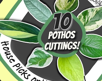 May include: A circular graphic featuring 10 Pothos cuttings with various green and white variegated leaf patterns. The central text reads 10 POTHOS CUTTINGS! and House picks or You choose! with a logo for PLANTS IN THE HOUSE.
