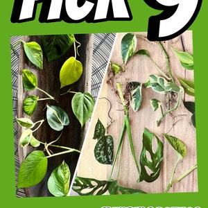 Choose 9 Plant Cuttings (Get 3 each of most kind)!  Pothos, philodendron, monstera adansonii, water propagation, variety, bundle