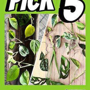 You choose 5 Easy, Fast Growing Vining Houseplant Cuttings!  Pothos, philodendron, monstera adansonii, water propagation, variety, bundle