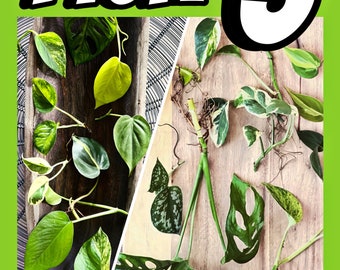 You choose 5 Easy, Fast Growing Vining Houseplant Cuttings!  Pothos, philodendron, monstera adansonii, water propagation, variety, bundle