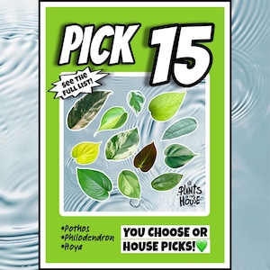 15 Houseplant Cuttings Variety, Bundle: Pothos, Philodendron, Hoya - Water Propagation