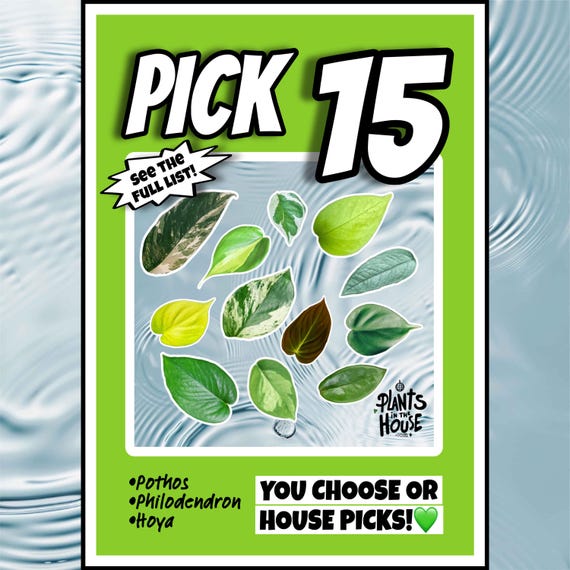 15 Houseplant Cuttings Variety, Bundle: Pothos, Philodendron, Hoya - Water Propagation