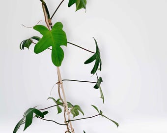 Puede incluir: Una planta Philodendron Florida Ghost con hojas lobuladas de color verde brillante y tallos oscuros, que crece verticalmente sobre un tutor de madera fino. La planta está en una maceta pequeña de plástico transparente con tierra y perlita.