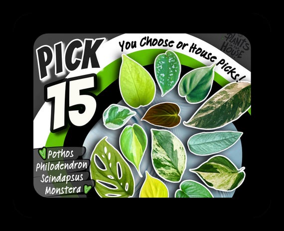 15 Houseplant Cuttings Variety, Bundle: Pothos, Philodendron,Monstera, Scindapsus- Water Propagation